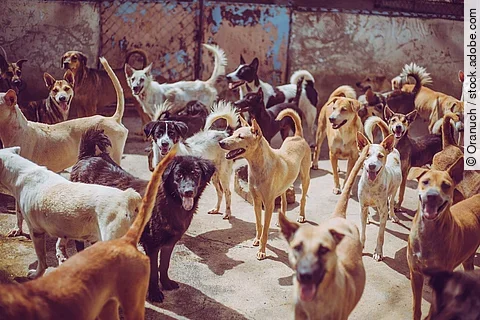 Straßenhunde warten auf Futter.