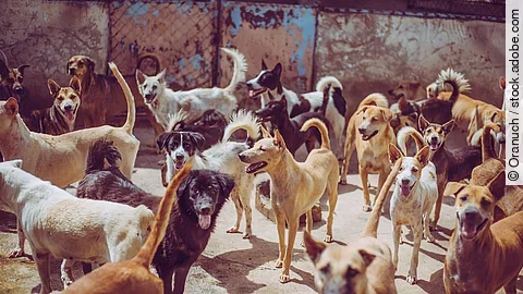 Straßenhunde warten auf Futter. Straßenhunde warten auf Futter.