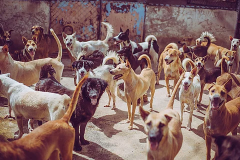 Straßenhunde warten auf Futter.