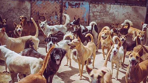 Straßenhunde warten auf Futter.