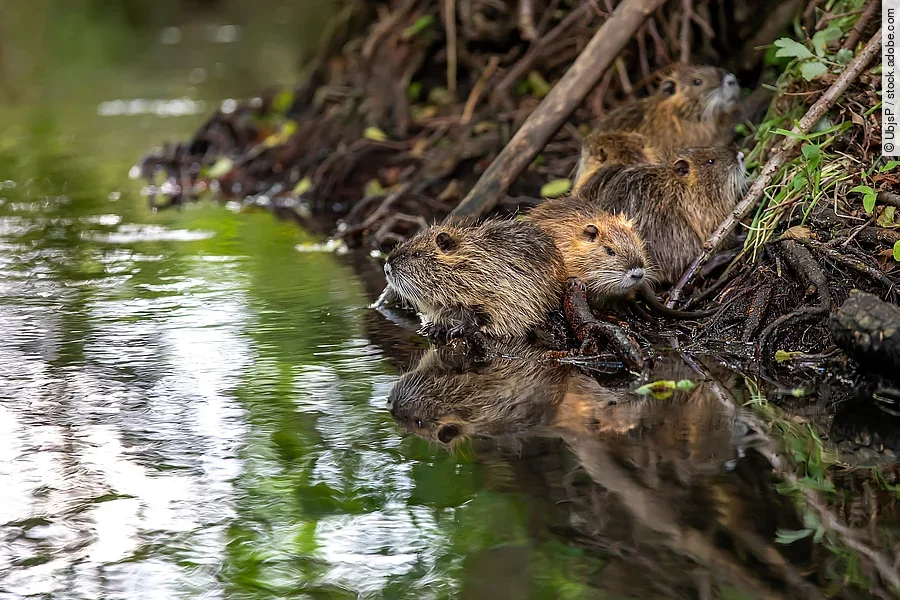 Biberfamilie Biberfamilie