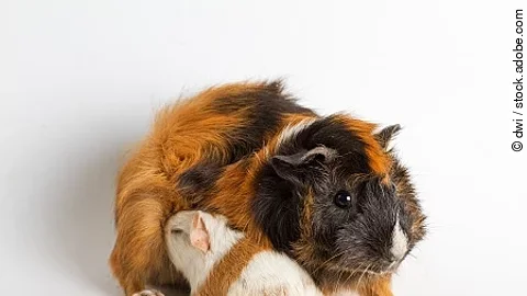 Guinea pig mom with pup isolated on white background