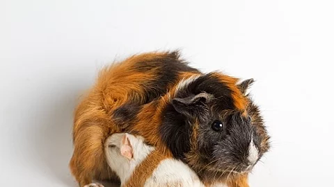Guinea pig mom with pup isolated on white background