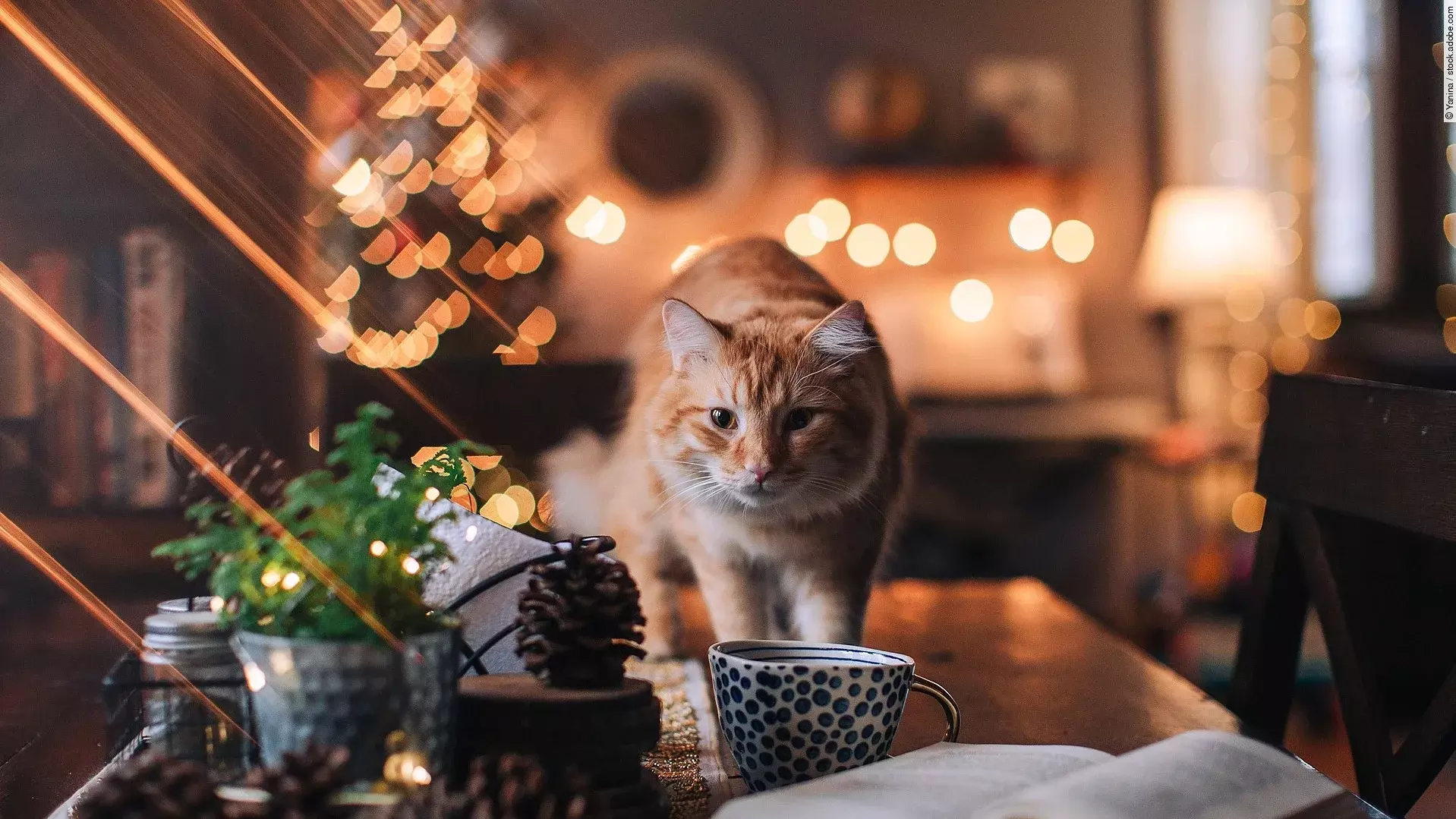 Eine Katze mit rotem Fell steht auf einem dunklen Holztisch. Im Hintergrund steht ein Weihnachtsbaum und viele Lichter leuchten im Raum. Auf dem Tisch liegt außerdem ein Buch und eine Tasse.