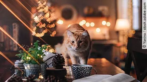 Eine Katze mit rotem Fell steht auf einem dunklen Holztisch. Im Hintergrund steht ein Weihnachtsbaum und viele Lichter leuchten im Raum. Auf dem Tisch liegt außerdem ein Buch und eine Tasse.