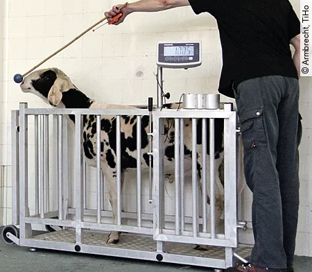 Ein schwarz-weiß geflecktes Schaf wird mithilfe eines Targetstabs auf eine Waage geführt und anschließend gewogen.