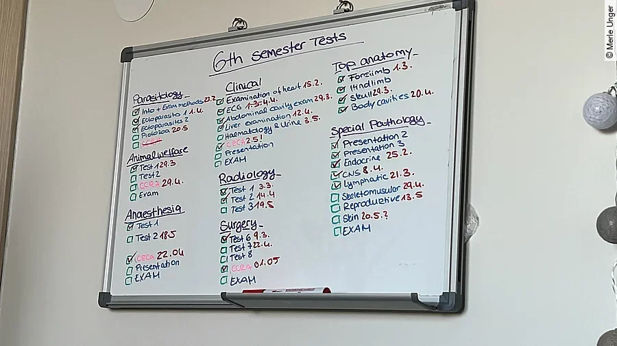 Wandtafel mit der Prüfungsübersicht des 6. Semesters Tiermedizin.