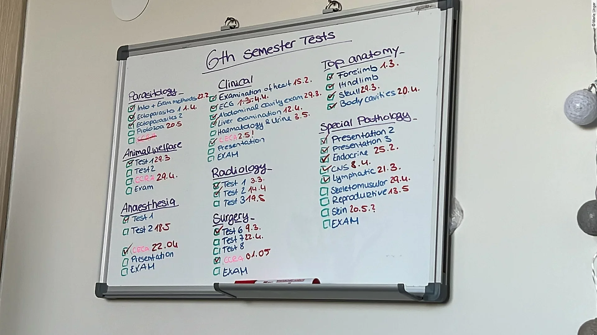 Wandtafel mit der Prüfungsübersicht des 6. Semesters Tiermedizin.