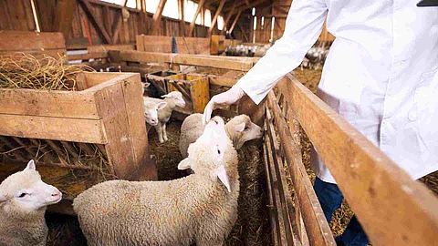 An unrecognizable cattle veterinarian touching baby sheep lamb.
