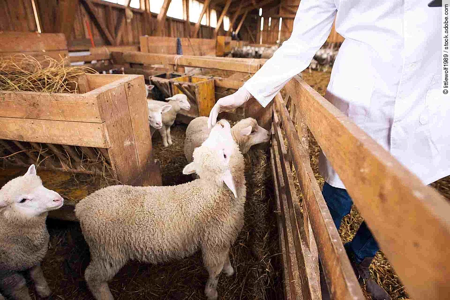 An unrecognizable cattle veterinarian touching baby sheep lamb. 