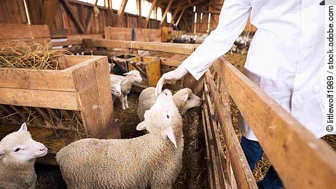 An unrecognizable cattle veterinarian touching baby sheep lamb.