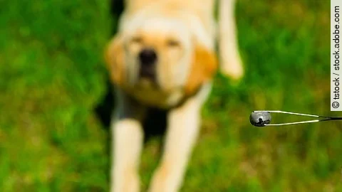 big tick in tweezer, blur dog at background