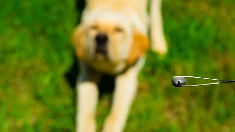big tick in tweezer, blur dog at background