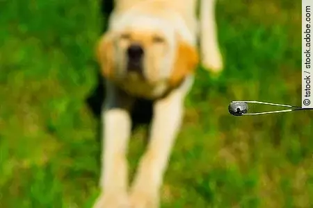 big tick in tweezer, blur dog at background