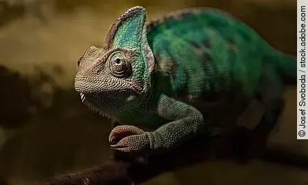 Veiled chameleon