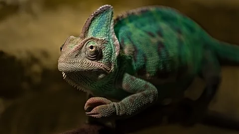 Veiled chameleon
