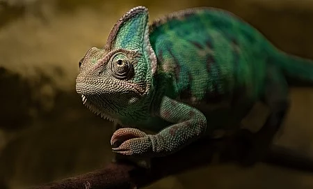 Veiled chameleon