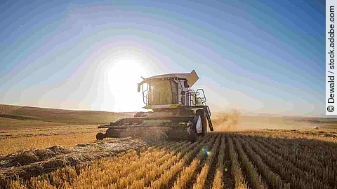 Wide angle view of a combine harvester harvesting wheat on a whe