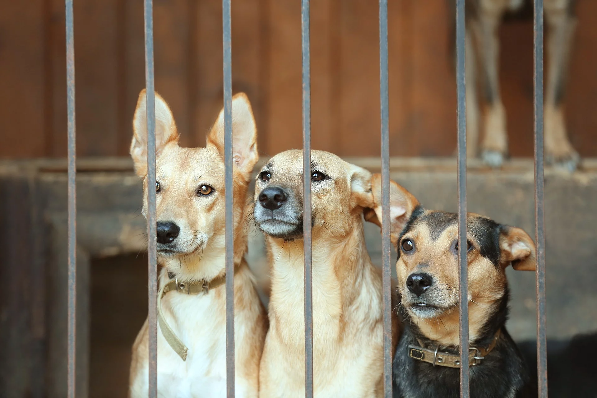 Hunde im Tierheim