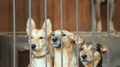 Hunde im Tierheim