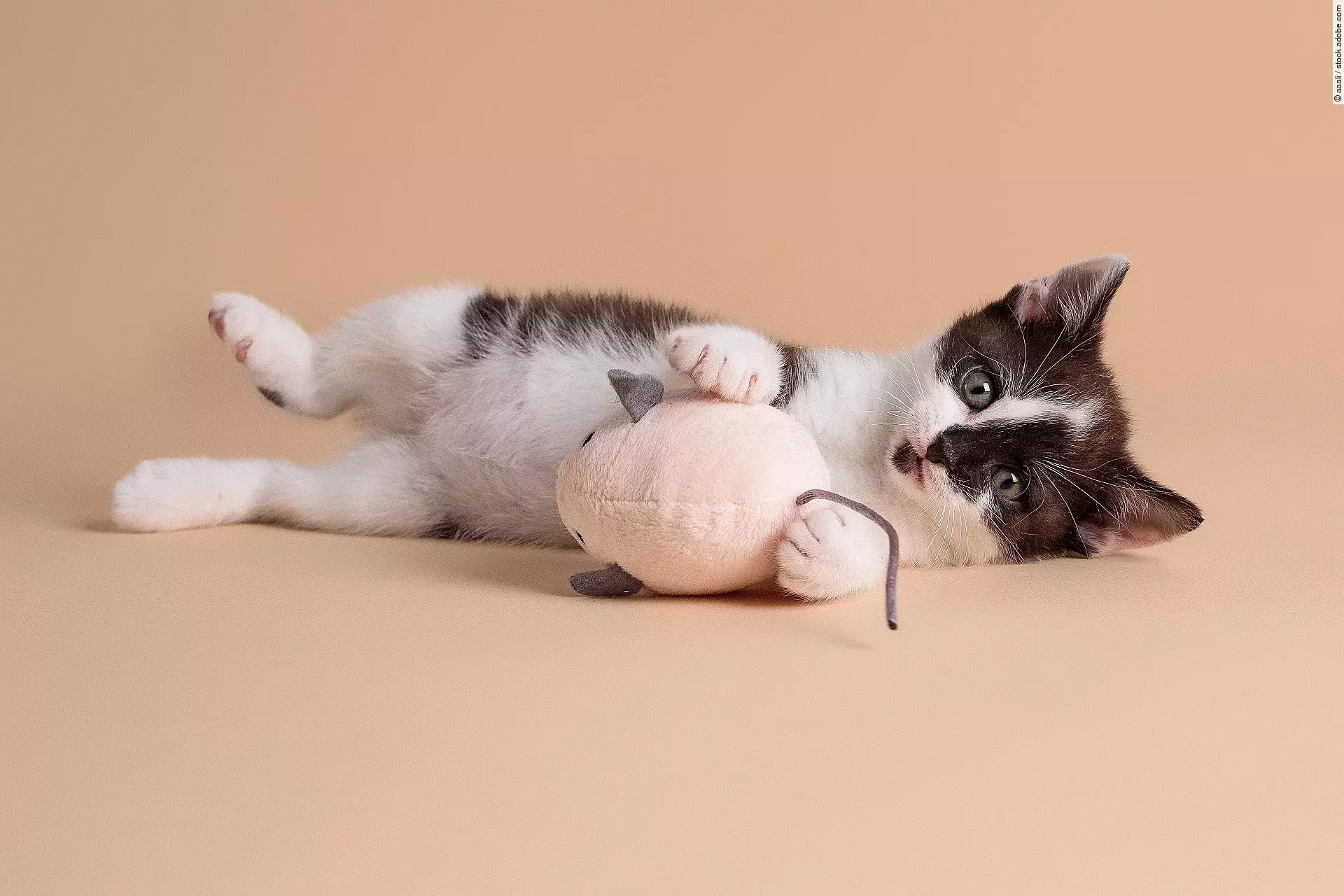 Ein schwarz-weiß geflecktes Kitten liegt auf der Seite und schaut mit großen Augen in die Kam.era Zwischen seinen kleinen Vorderpfoten hält es eine kleine Spielzeugmaus. 