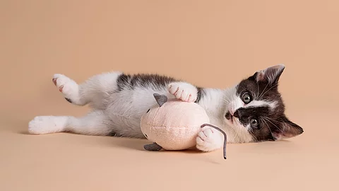Ein schwarz-weiß geflecktes Kitten liegt auf der Seite und schaut mit großen Augen in die Kam.era Zwischen seinen kleinen Vorderpfoten hält es eine kleine Spielzeugmaus. 