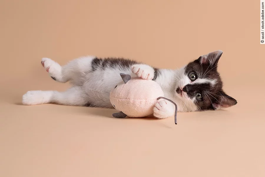 Ein schwarz-weiß geflecktes Kitten liegt auf der Seite und schaut mit großen Augen in die Kam.era Zwischen seinen kleinen Vorderpfoten hält es eine kleine Spielzeugmaus. Ein schwarz-weiß geflecktes Kitten liegt auf der Seite und schaut mit großen Augen in die Kam.era Zwischen seinen kleinen Vorderpfoten hält es eine kleine Spielzeugmaus.