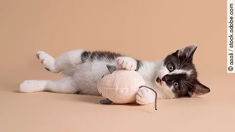 Ein schwarz-weiß geflecktes Kitten liegt auf der Seite und schaut mit großen Augen in die Kam.era Zwischen seinen kleinen Vorderpfoten hält es eine kleine Spielzeugmaus. 