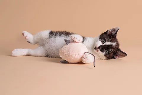 Ein schwarz-weiß geflecktes Kitten liegt auf der Seite und schaut mit großen Augen in die Kam.era Zwischen seinen kleinen Vorderpfoten hält es eine kleine Spielzeugmaus. 