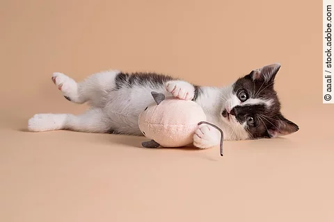 Ein schwarz-weiß geflecktes Kitten liegt auf der Seite und schaut mit großen Augen in die Kam.era Zwischen seinen kleinen Vorderpfoten hält es eine kleine Spielzeugmaus. 