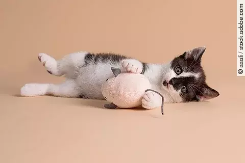 Ein schwarz-weiß geflecktes Kitten liegt auf der Seite und schaut mit großen Augen in die Kam.era Zwischen seinen kleinen Vorderpfoten hält es eine kleine Spielzeugmaus. 