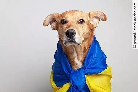 Red mixed breed dog covers Ukrainian blue and yellow flags need 