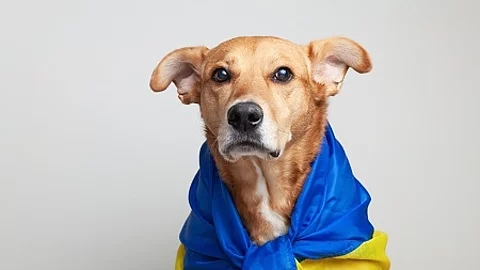 Red mixed breed dog covers Ukrainian blue and yellow flags need 