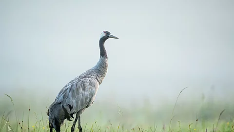 Ein grauer Kranich steht im Nebel auf einer grünen Wiese.