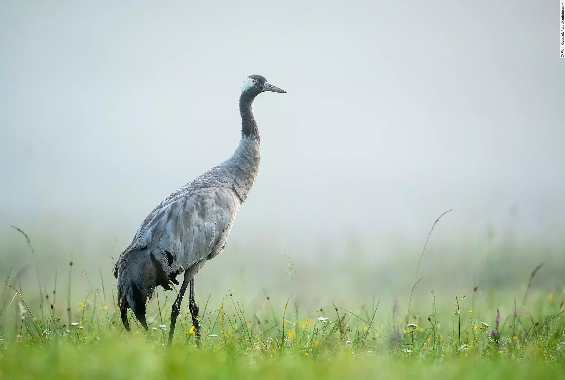 Ein grauer Kranich steht im Nebel auf einer grünen Wiese.