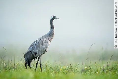 Ein grauer Kranich steht im Nebel auf einer grünen Wiese.