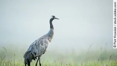 Ein grauer Kranich steht im Nebel auf einer grünen Wiese.