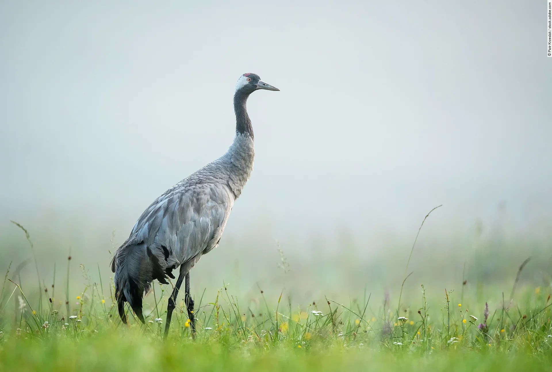 Ein grauer Kranich steht im Nebel auf einer grünen Wiese.
