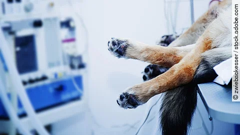 Ein Hund liegt auf einem OP-Tisch. Nur die Pfoten des Hundes sind erkennbar. Im Hintergrund sind einige Schläuche und ein Monitor.