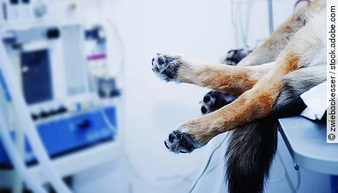 Ein Hund liegt auf einem OP-Tisch. Nur die Pfoten des Hundes sind erkennbar. Im Hintergrund sind einige Schläuche und ein Monitor.