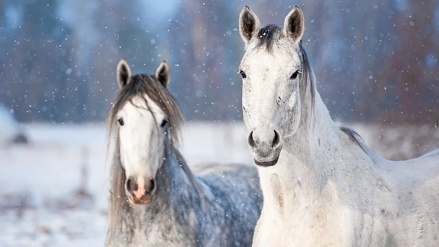 Zwei Schimmel stehen im Winter auf einer Weide. Die Weide ist mit Schnee bedeckt und die Pferde schauen aufmerksam auf. 