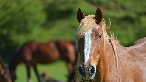 Wonderful close-up photo of light brown horse with another horse