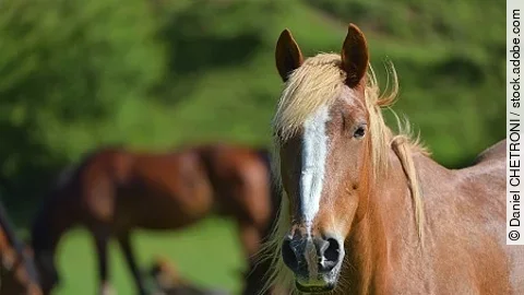 Wonderful close-up photo of light brown horse with another horse