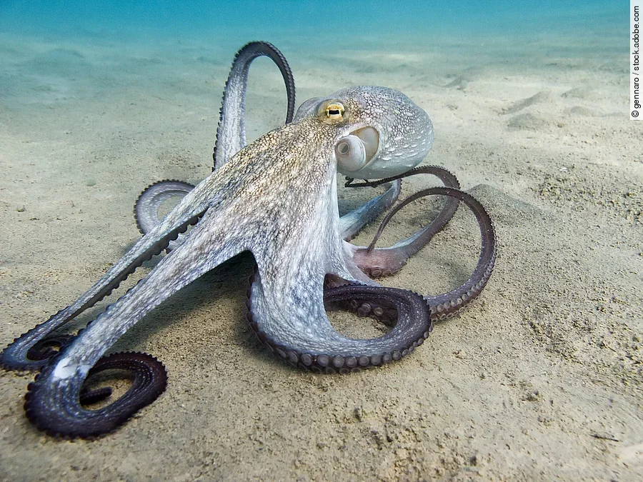 Il polpo (Octopus vulgaris Cuvier, 1797) o polpo è un cefalopod