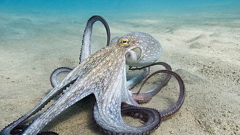 Il polpo (Octopus vulgaris Cuvier, 1797) o polpo è un cefalopod