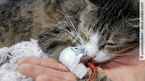 close up.a sick cat with a catheter in his paw in a veterinary c