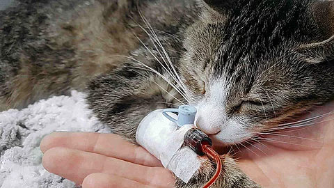 close up.a sick cat with a catheter in his paw in a veterinary c