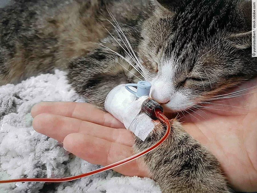 close up.a sick cat with a catheter in his paw in a veterinary c