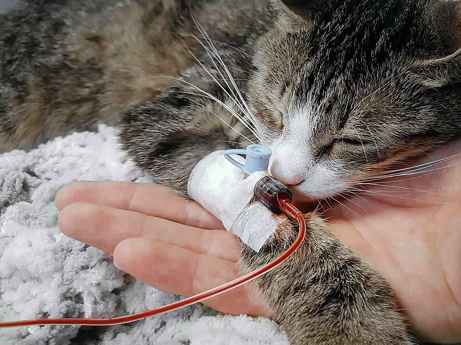 close up.a sick cat with a catheter in his paw in a veterinary c
