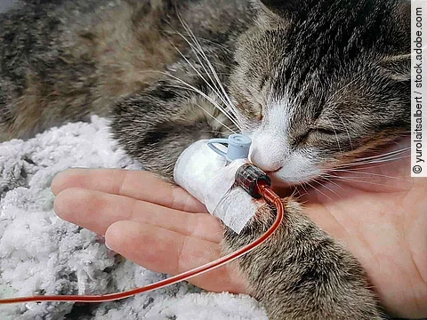 close up.a sick cat with a catheter in his paw in a veterinary c